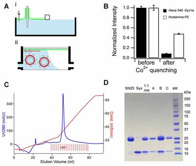Planar Supported Membranes with Mobile SNARE Proteins and Quantitative Fluorescence Microscopy Assays to Study Synaptic Vesicle Fusion